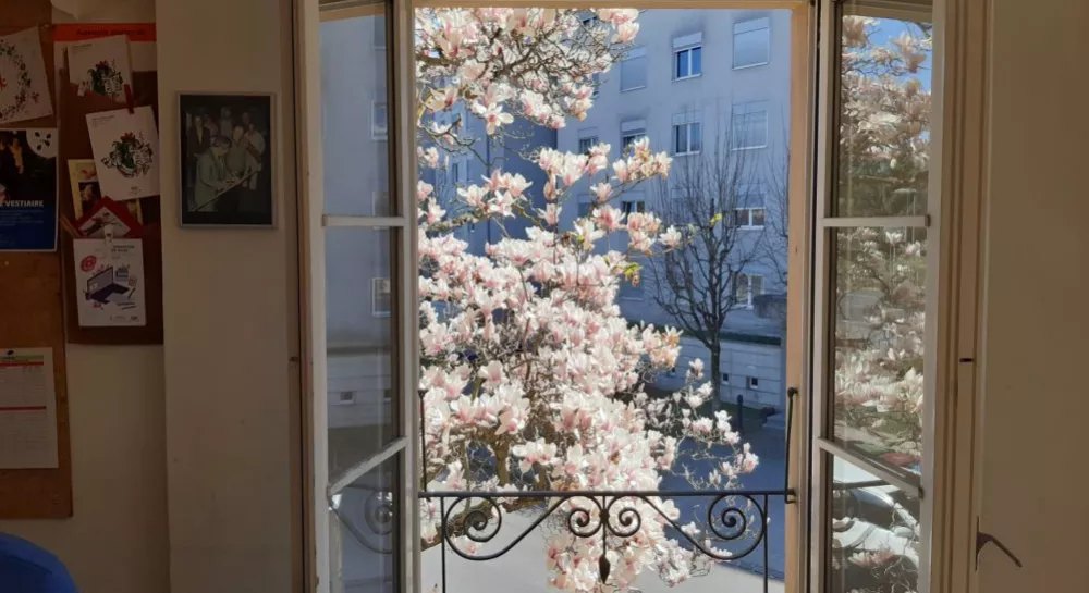 printemps-paques-magnolia-bourg-dessus-maison-afqm-actualites-couverture-renens
